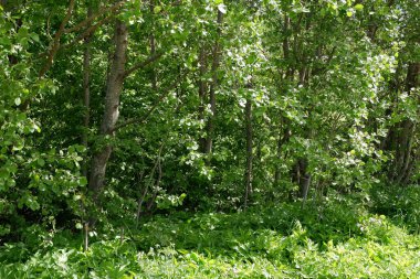 Çalıların ve ağaçların yeşil arka planı. Bitkiler. Çiçek açıyor. Özgeçmiş için uygun.