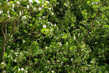 Çalıların ve ağaçların yeşil arka planı. Bitkiler. Çiçek açıyor. Özgeçmiş için uygun.