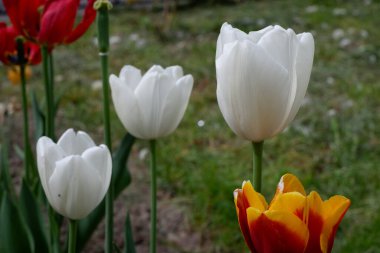 Beyaz lale. Beyaz çiçek. Çiçekler. Bitkiler. Doğa. Arkaplan