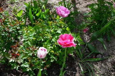 Beyaz, mor ve pembe laleler. Renk ayarlandı. Çiçekler. Bitkiler. Doğa. Arkaplan