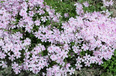 Phlox abur cubur şeklinde. Daha güzel mor çiçekler. Doğa. bitkiler.