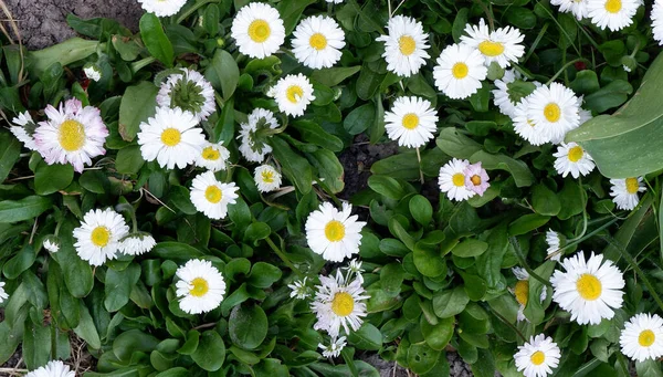 Beyaz Papatyalar Güzel Beyaz Çiçekler Bitkiler Geçmişi Doğa — Stok fotoğraf
