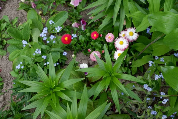 Çiçekli farklı çiçekler: unutma beni çiçekleri, papatyalar, çeşitli bahçe bitkileri. Güzel çiçekler..