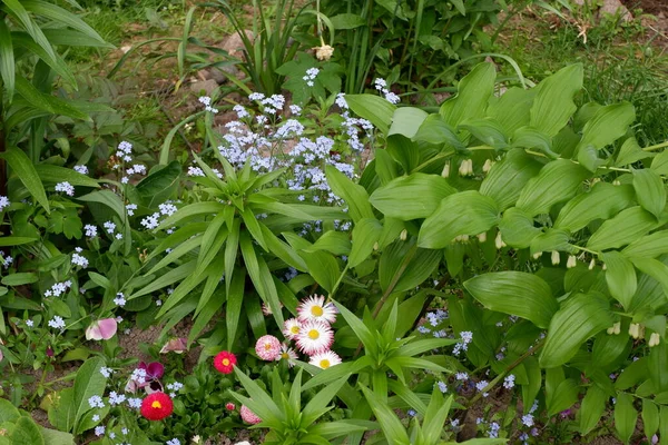 Çiçekli farklı çiçekler: unutma beni çiçekleri, papatyalar, çeşitli bahçe bitkileri. Güzel çiçekler..