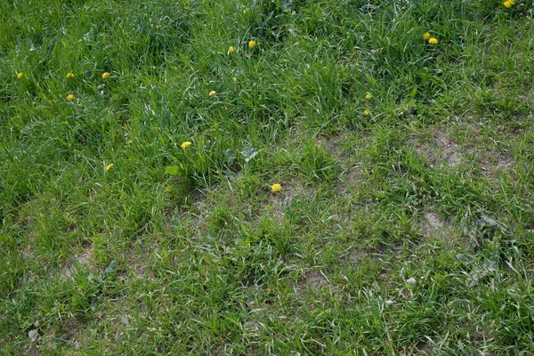 Žluté Pampelišky Rostou Poli Krásná Pampeliška Vhodné Pro Pozadí Letní — Stock fotografie
