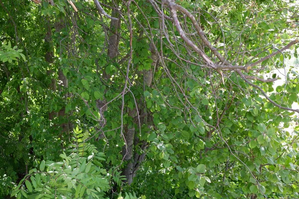 Зеленый Фон Кустарников Деревьев Растения Цветение Подходит Фона — стоковое фото