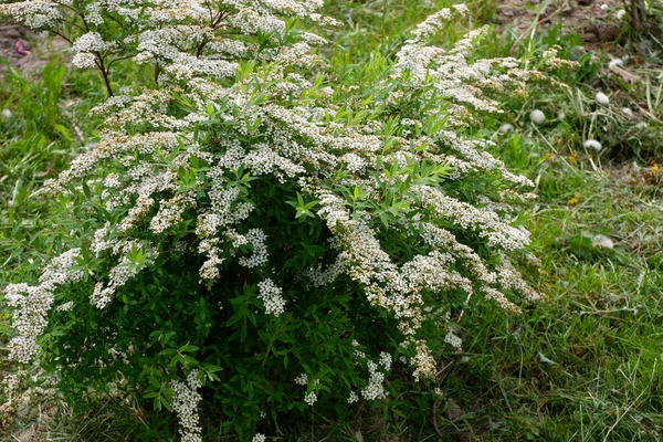 Спирея Белая Буш Белыми Цветами Растущими Весной Цвет Белый Растения — стоковое фото