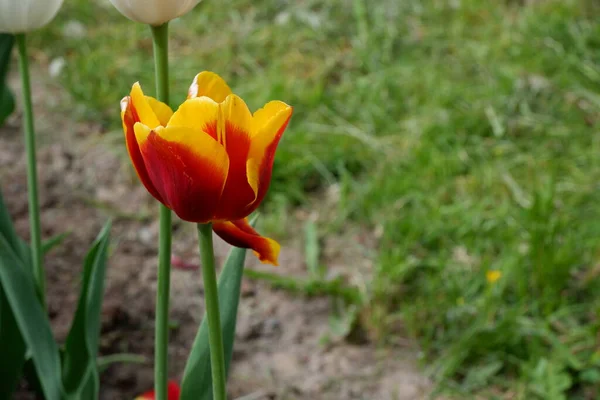 Tulipano Giallo Bellissimo Fiore Giallo Fiori Piante Natura Contesto — Foto Stock