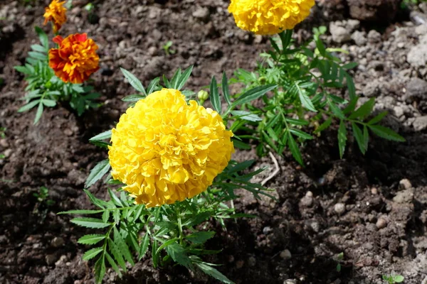 Lecho Flores Amarillo Caléndula Adecuado Para Fondo Flores Amarillas Plantas —  Fotos de Stock
