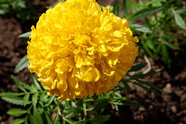 Lecho Flores Amarillo Caléndula Adecuado Para Fondo Flores Amarillas Plantas —  Fotos de Stock
