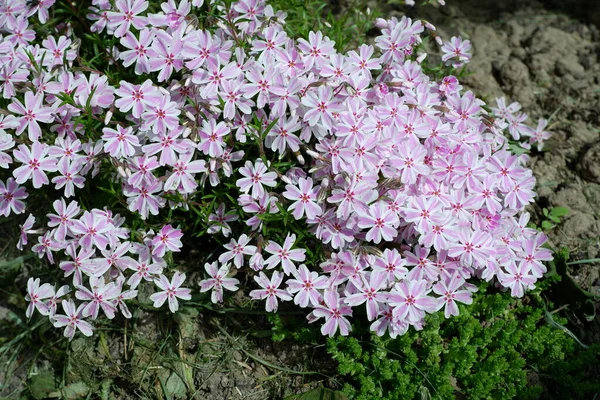 Phlox Forme Poinçon Belles Fleurs Violettes Nature Plantes — Photo