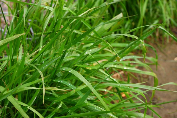 Grass with dew after rain. Suitable for background