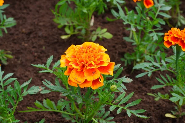 Όμορφο Κίτρινο Λουλούδι Όνομα Marigolds — Φωτογραφία Αρχείου