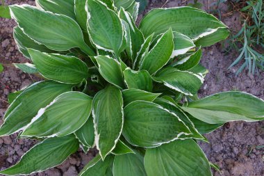 Bitkiler. Çiçekler. Doğa. Özgeçmiş için uygun.