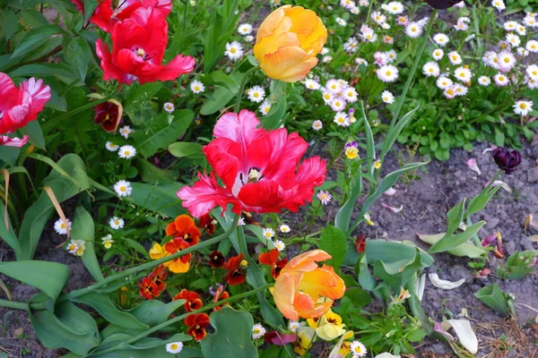 Les Fleurs Poussent Dans Lit Fleurs Des Tulipes Nature Fleurs — Photo