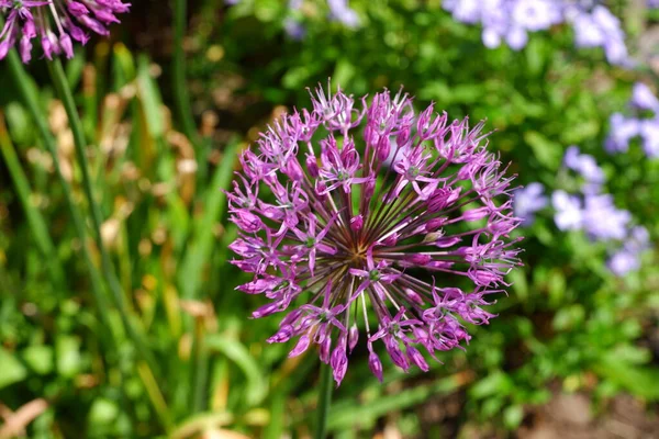 Wild Onion Beautiful Flowers Nature Suitable Background — Stock Photo, Image