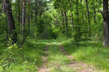 Yeşil meşe ormanındaki patika.