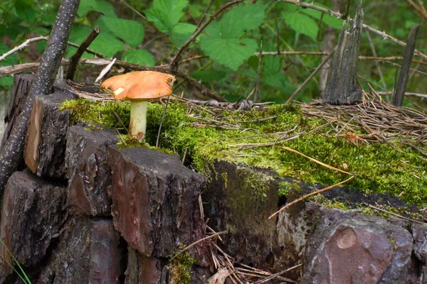 Pilz Wächst Auf Einem Baumstumpf — Stockfoto