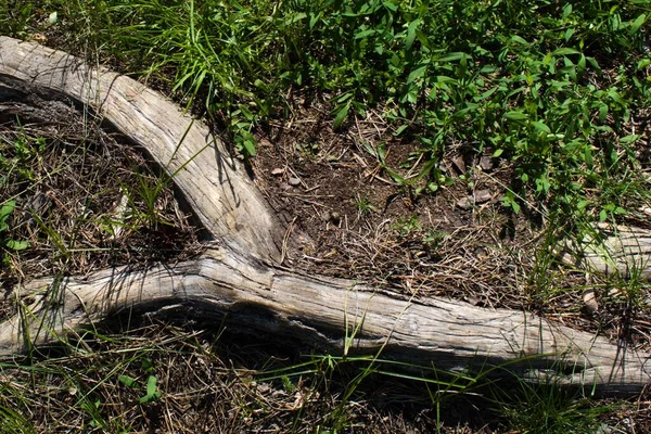 Alter Welker Ast Grünen Gras — Stockfoto