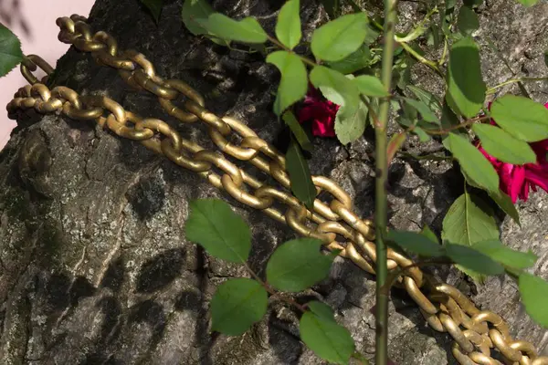 Catena Oro Albero Con Rose — Foto Stock