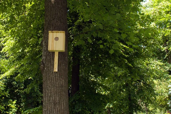 Neues Vogelhaus Einen Baum Genagelt Unter Einer Grünen Krone — Stockfoto