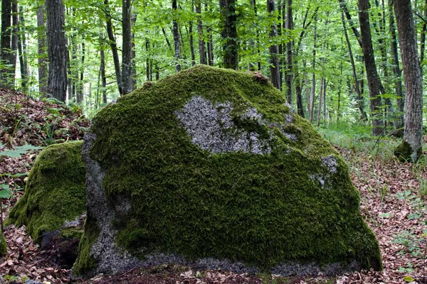 Duży Granitowy Kamień Pokryty Gęstym Mchem Zielonym Lesie — Zdjęcie stockowe