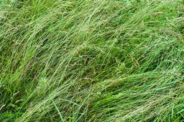 Hierba Verde Pradera Salvaje —  Fotos de Stock
