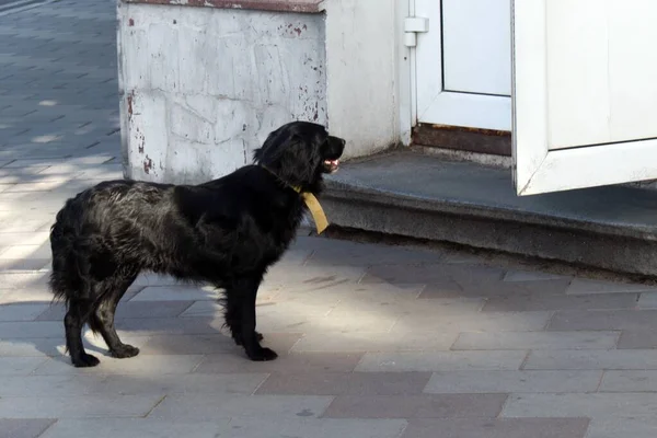 Cane Nero Attesa Suo Padrone Alla Porta Aperta — Foto Stock