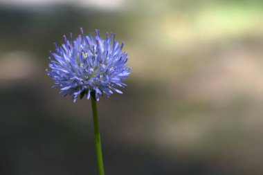 Bulanık arka planda bir orman bitkisinin parlak mavi çiçeği