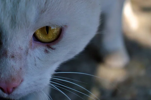 Kattenoog Close Wazige Achtergrond — Stockfoto