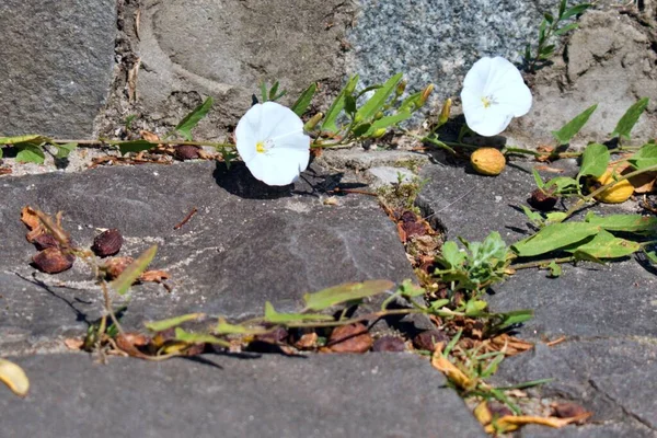 Flor Branca Cresce Através Pedra Cinza — Fotografia de Stock