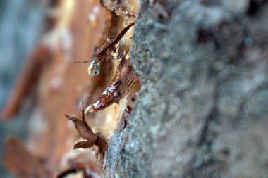 Bulanık arkaplanda çam ağacının reçine damlaları