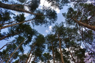 Doğrusal perspektifte gökyüzüne uzanan çam ağaçları