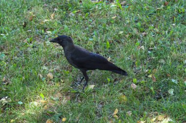 Düşen yapraklarla yeşil çimlerde genç siyah karga
