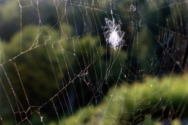 Bulanık arkaplanda örümcek ağı