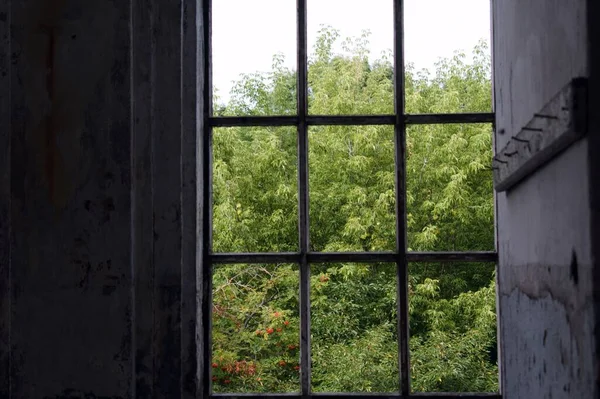 透过旧的肮脏窗户格栅的绿色花园 — 图库照片