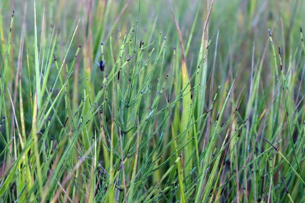 淡淡的背景下 青草嫩枝上的黑色苍蝇 — 图库照片
