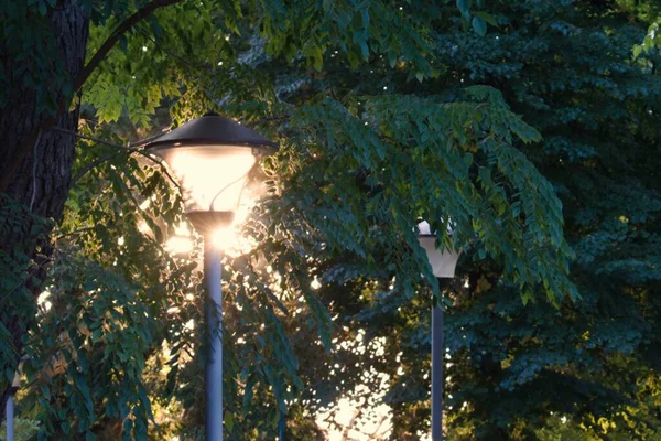 Setting Sun Shines Lantern Blurred Background Green Trees — Stock Photo, Image