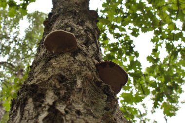 Odunsu mantar bulanık arka planda bir ağaçta yetişir.
