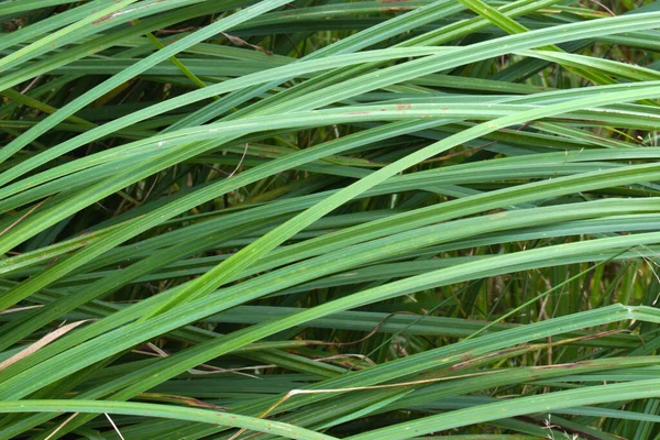 Folhas Cana Alongadas Verdes Sobre Fundo Desfocado — Fotografia de Stock