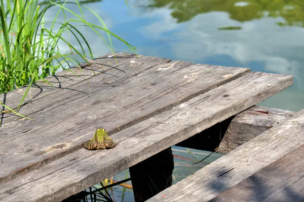 明亮的绿色青蛙躺在木板上 阳光下沐浴在芦苇和湖水模糊的背景下 — 图库照片