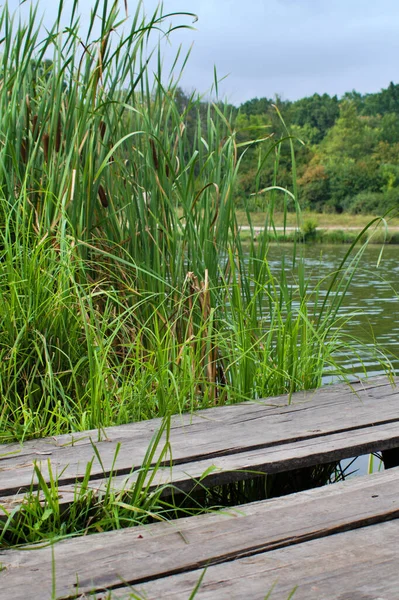 森林湖底模糊的绿色芦苇和木制行人天桥 — 图库照片