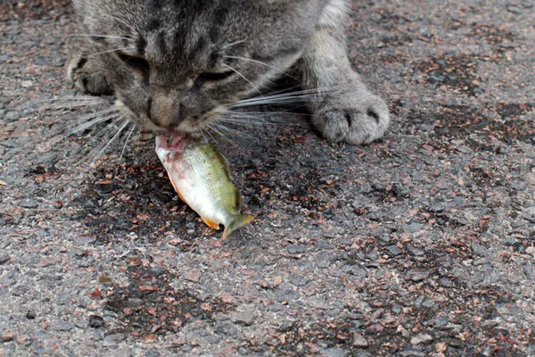 Gri kedi taze yakalanmış balıkları yer.