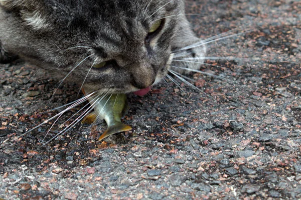 Grijze Kat Eet Vers Gevangen Vis — Stockfoto