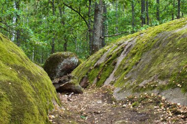 Yeşil ormandaki yosunlarla kaplı taşlar.