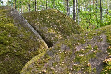 Yeşil ormandaki yosunlarla kaplı taşlar.