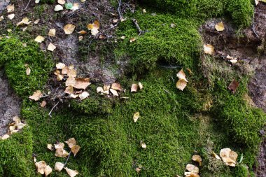 yeşil yosun ve kurumuş yapraklar taşın üzerinde