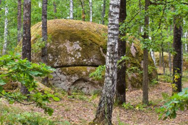 Büyük kayalar vahşi ormandaki büyük bir hamburgere benziyor.