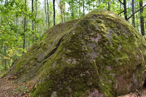 Steine Mit Moos Bedeckt Grünen Wald — Stockfoto