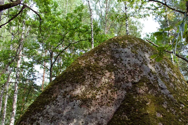 Steine Mit Moos Bedeckt Grünen Wald — Stockfoto